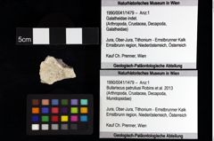 Foto (Objket + Etiketten) von Decapoda indet. 